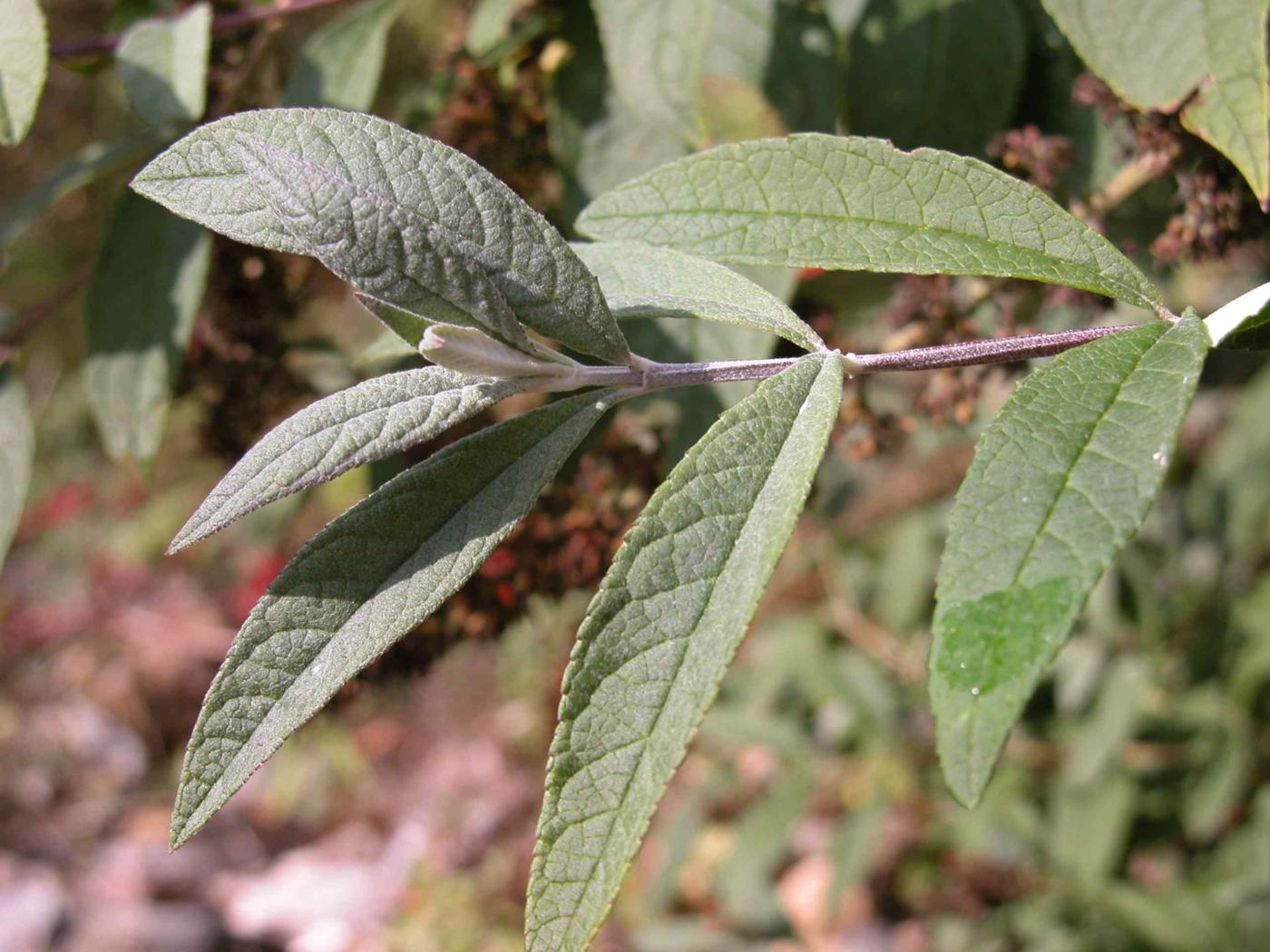 Buddleia leaf